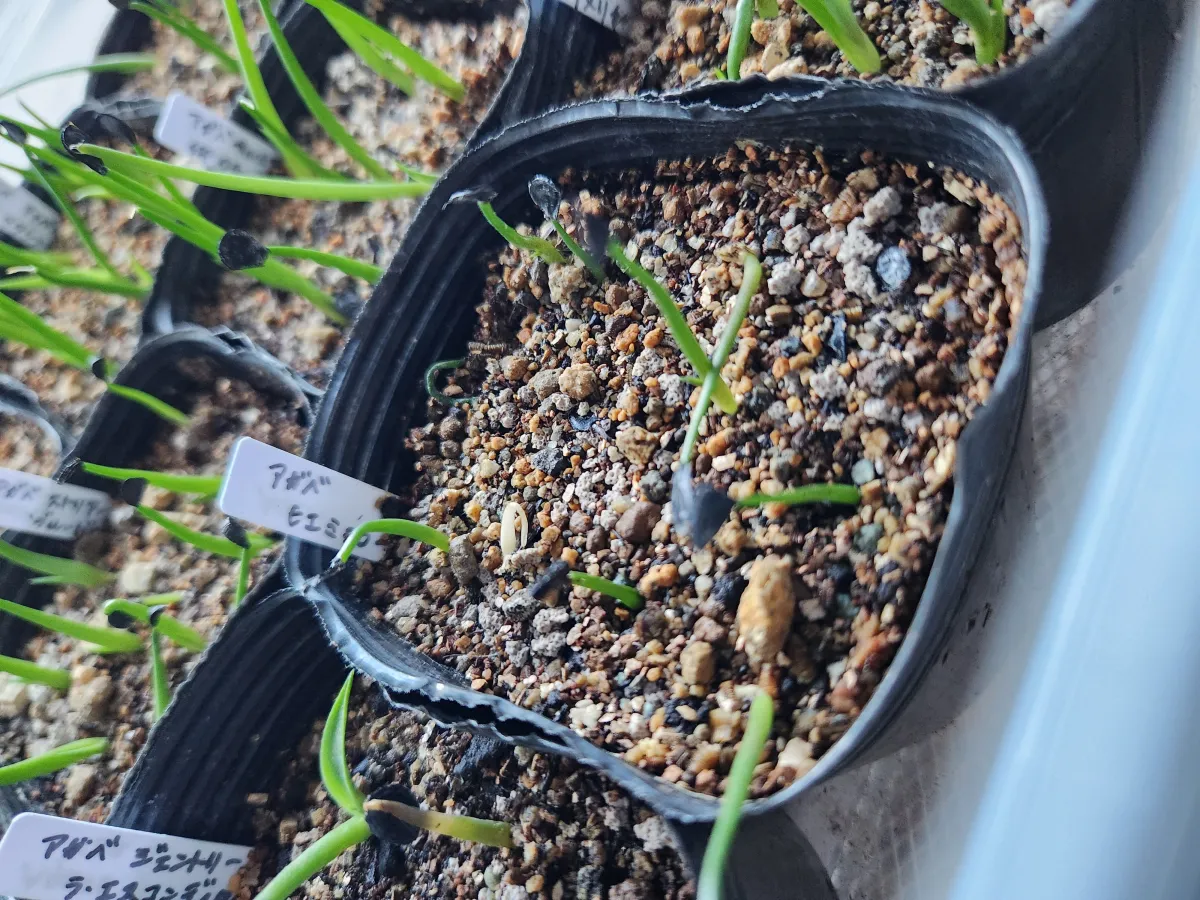 Agave hiemiflora (アガベ ヒエミフローラ)