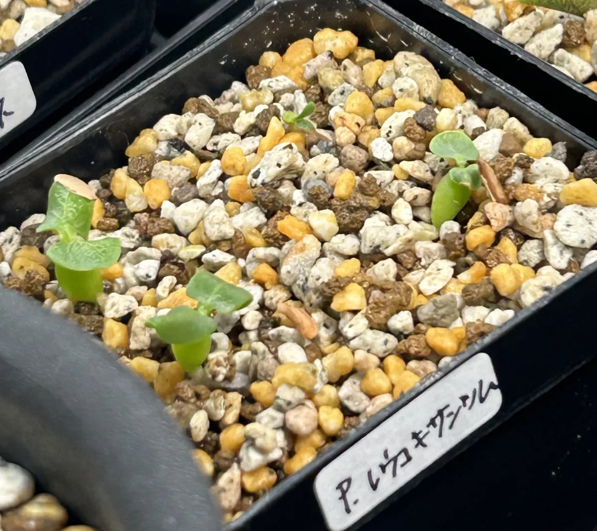 Pachypodium brevicaule subsp. leucoxanthum (パキポディウム レウコキサンツム)