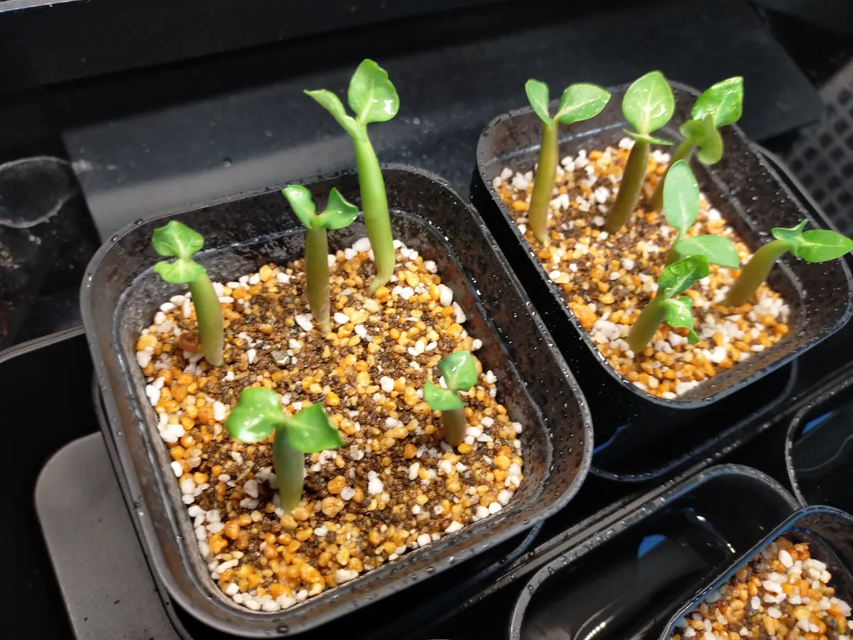 Adenium arabicum (アデニウム アラビカム)