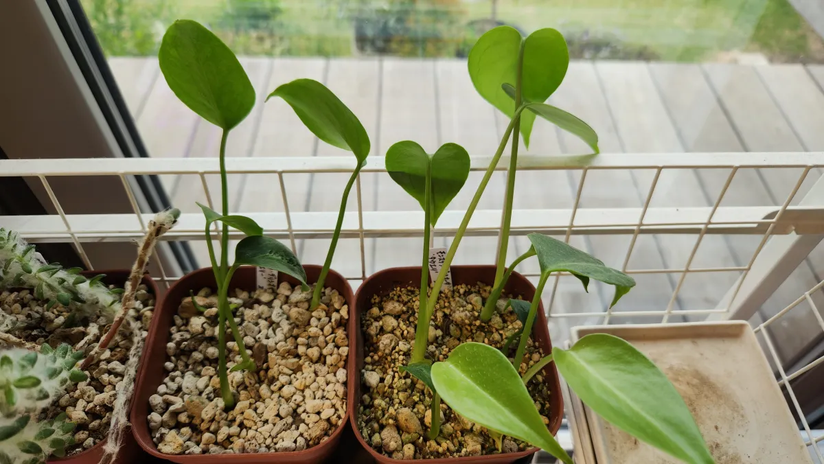 Monstera deliciosa Tauerii (モンステラ タウエリー)