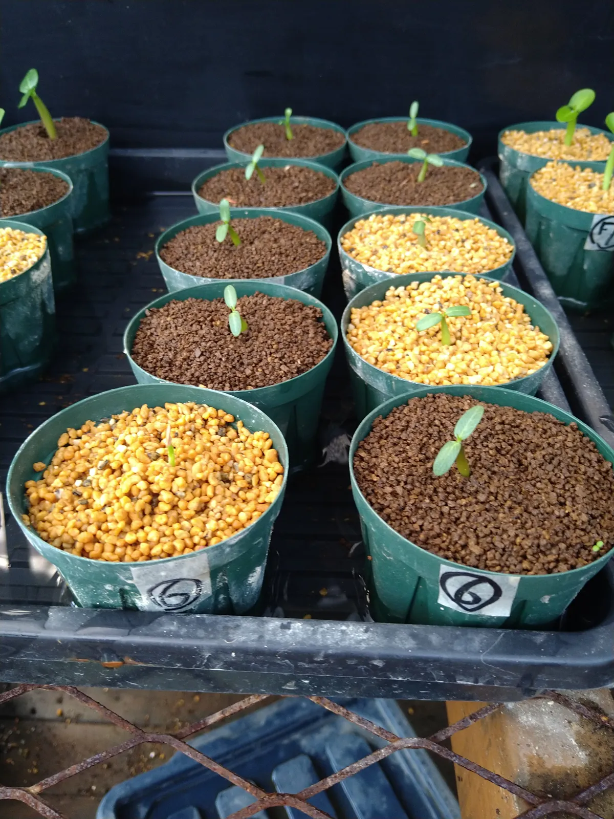 Pachypodium rosulatum var. gracilius (パキポディウム グラキリス)