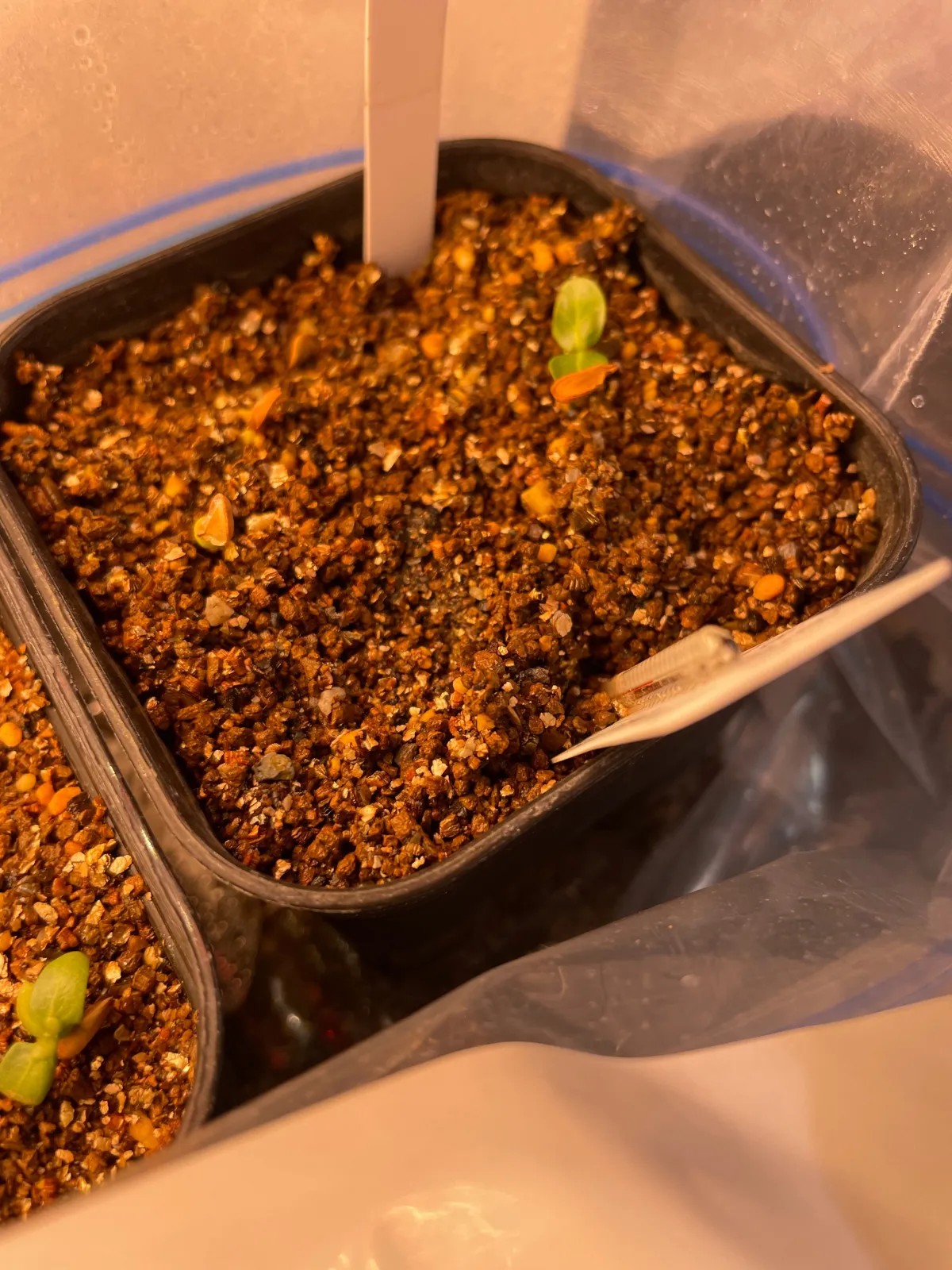 Pachypodium windsorii (パキポディウム ウィンゾリー)