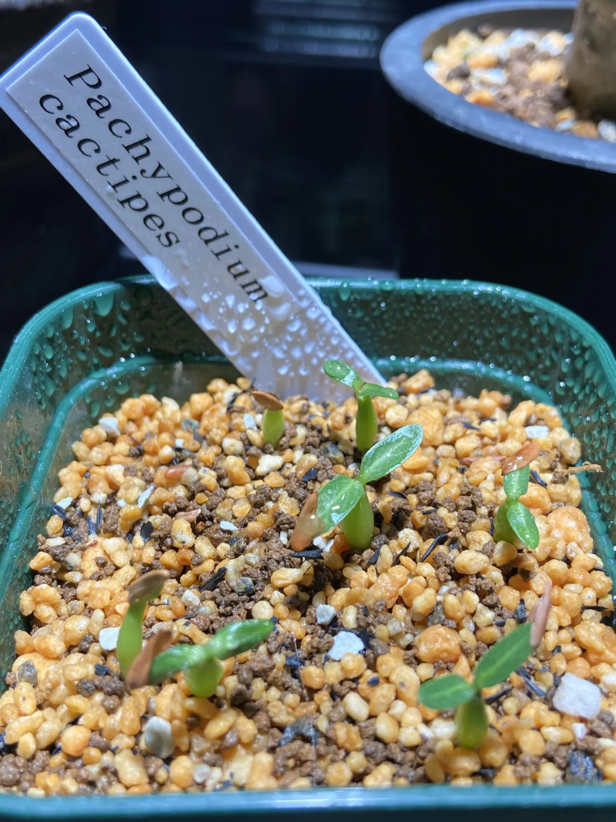 Pachypodium rosulatum ssp. cactipes (パキポディウム カクチペス)