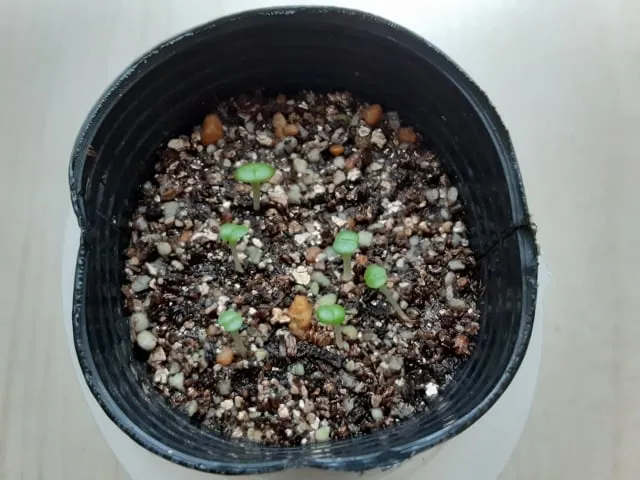 Faucaria tigrina (フォーカリア ティグリナ 四海波)