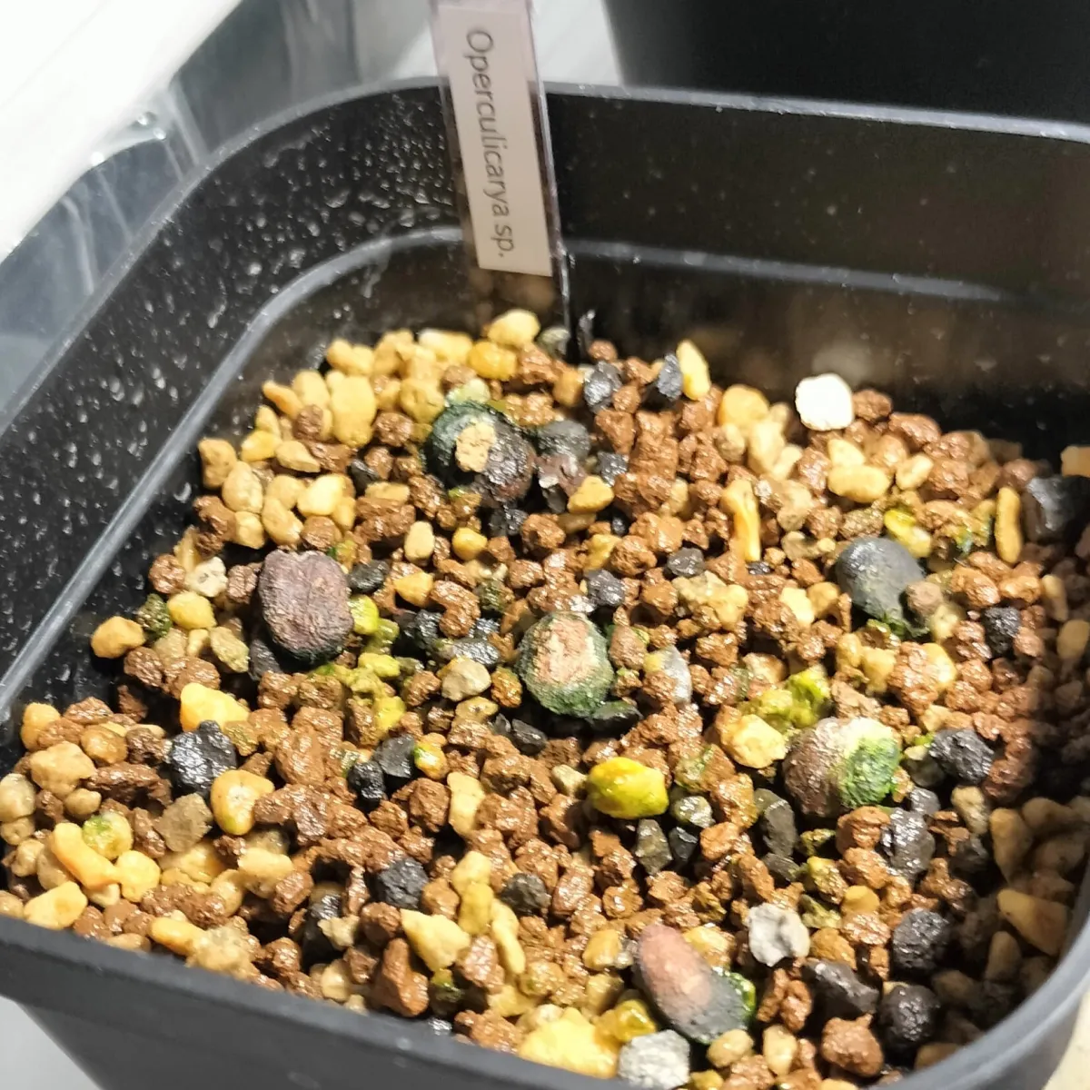 Operculicarya sp (オペルクリカリア)