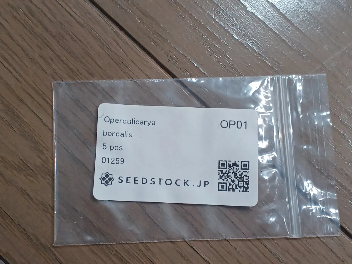 Operculicarya borealis (オペルクリカリア ボレアリス)
