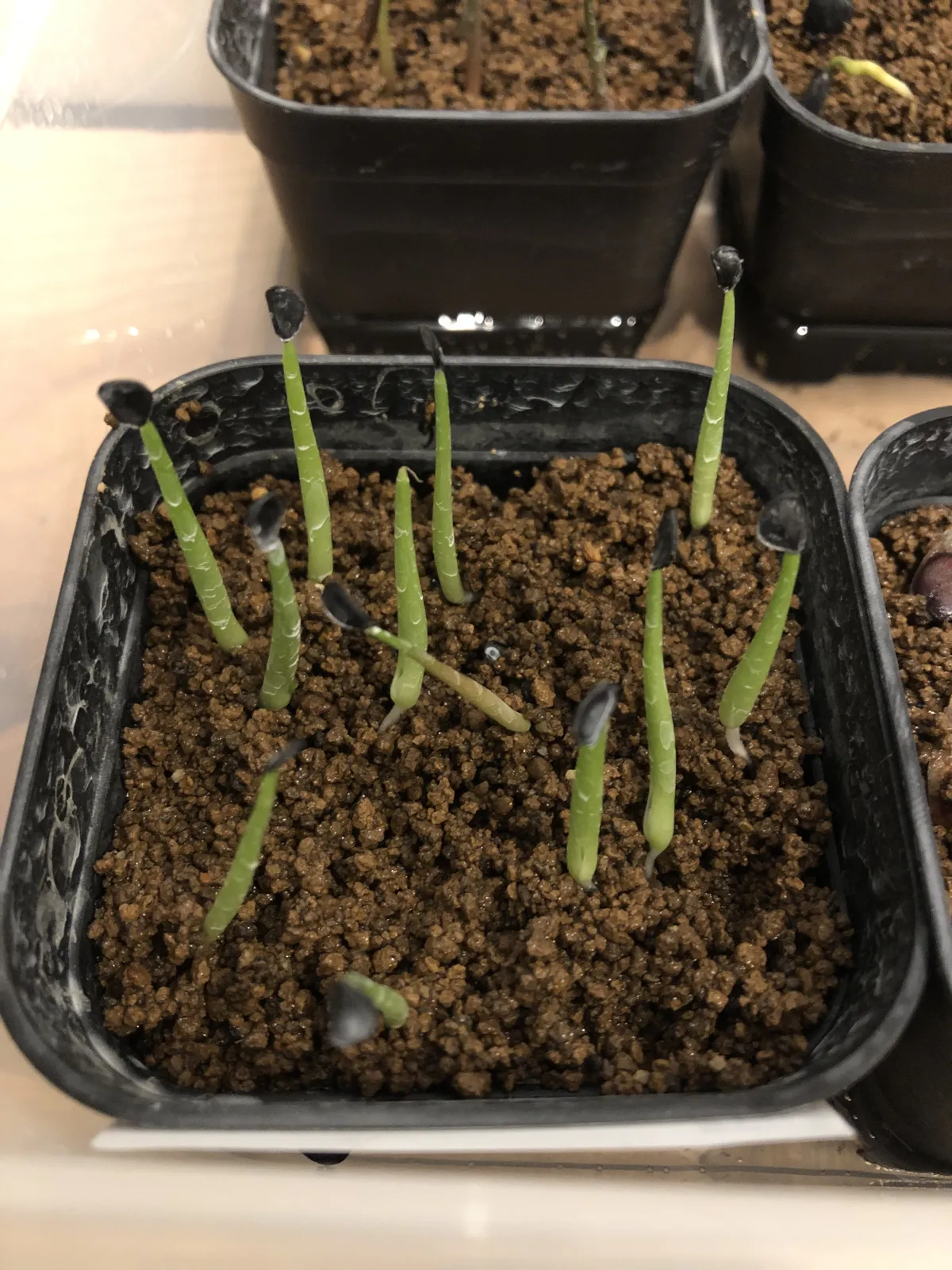 Agave parrasana (アガベ パラサナ)