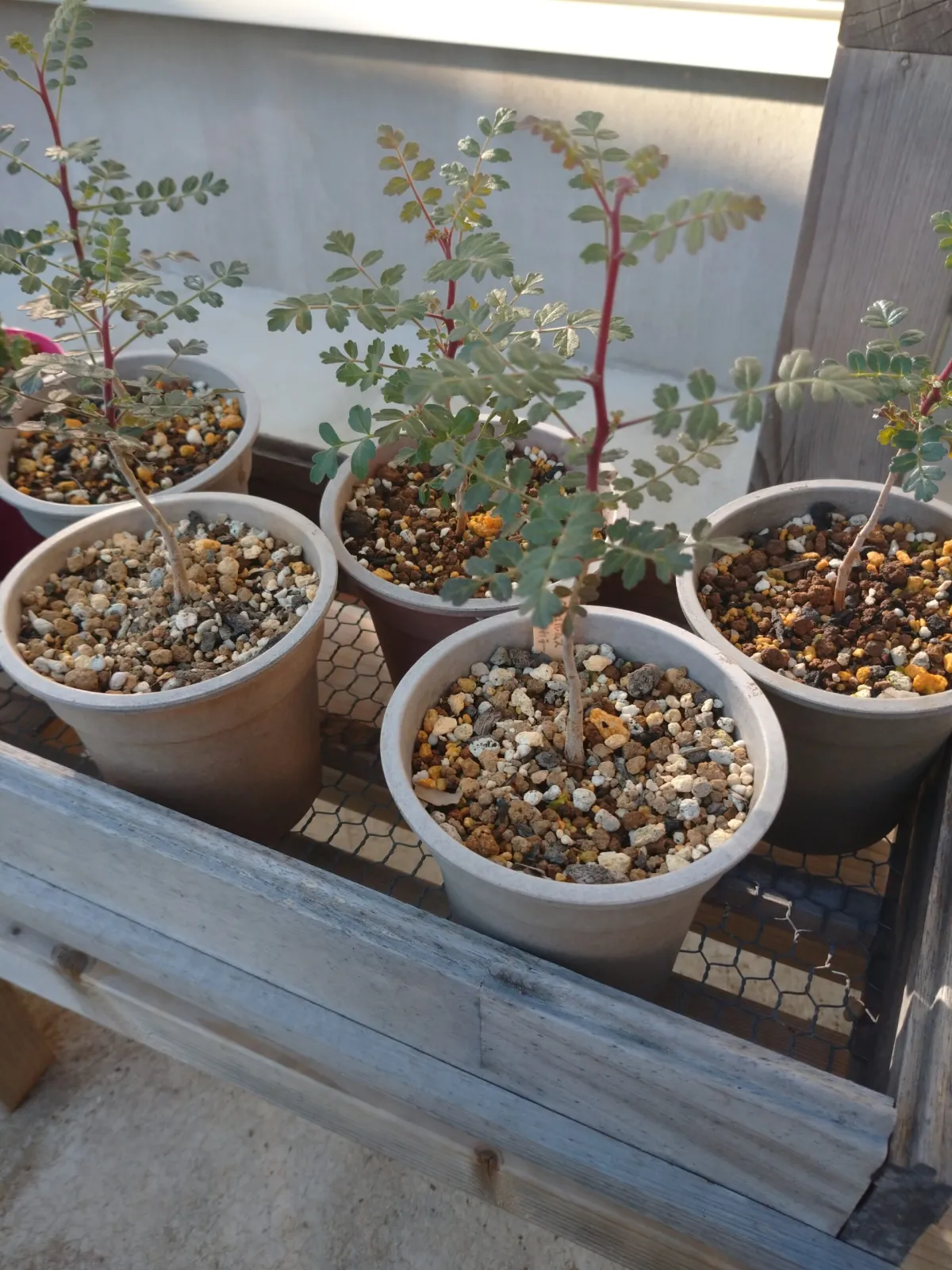 Pachycormus discolor (パキコルムス ディスカラー)