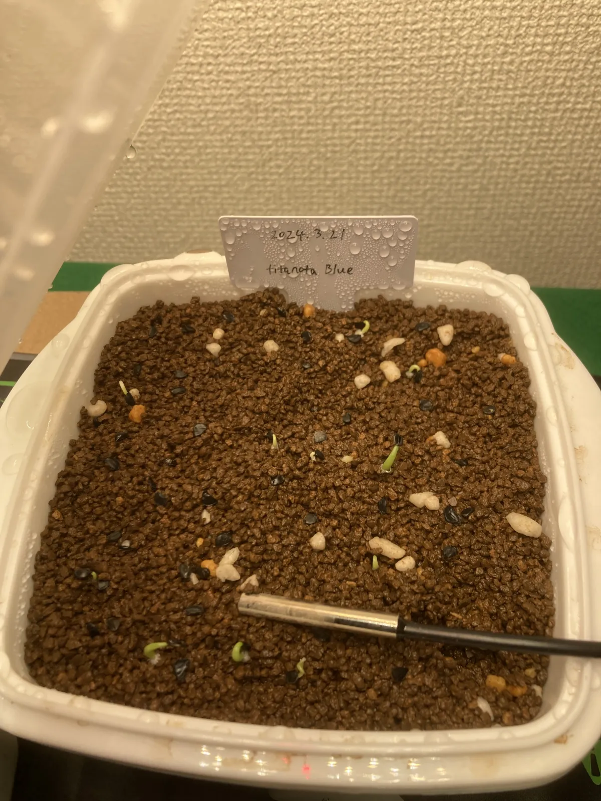 Agave titanota 'Blue' (アガベ チタノタブルー)