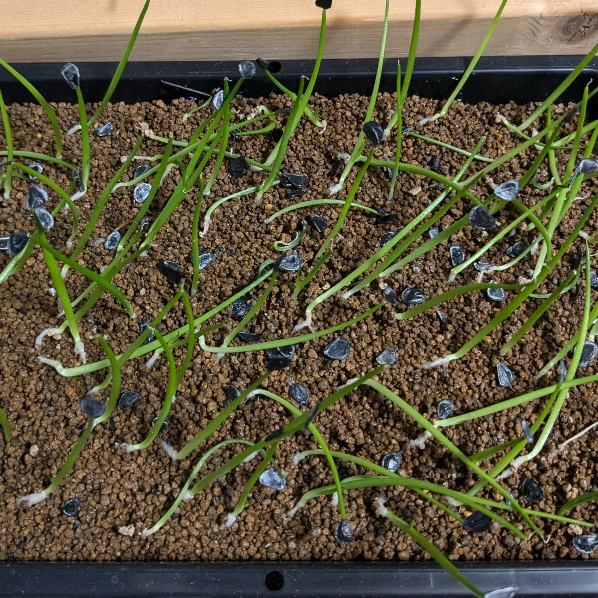 Agave montana (アガベ モンタナ)