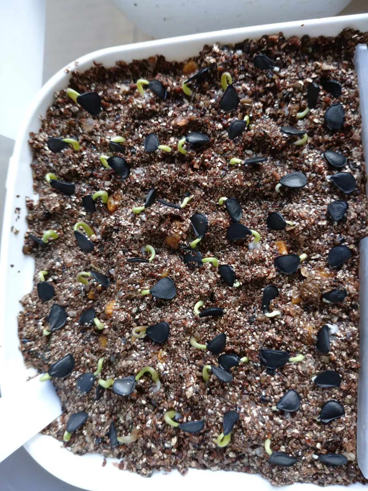 Agave shrevei ssp. magna (アガベ シュリベイマグナ)