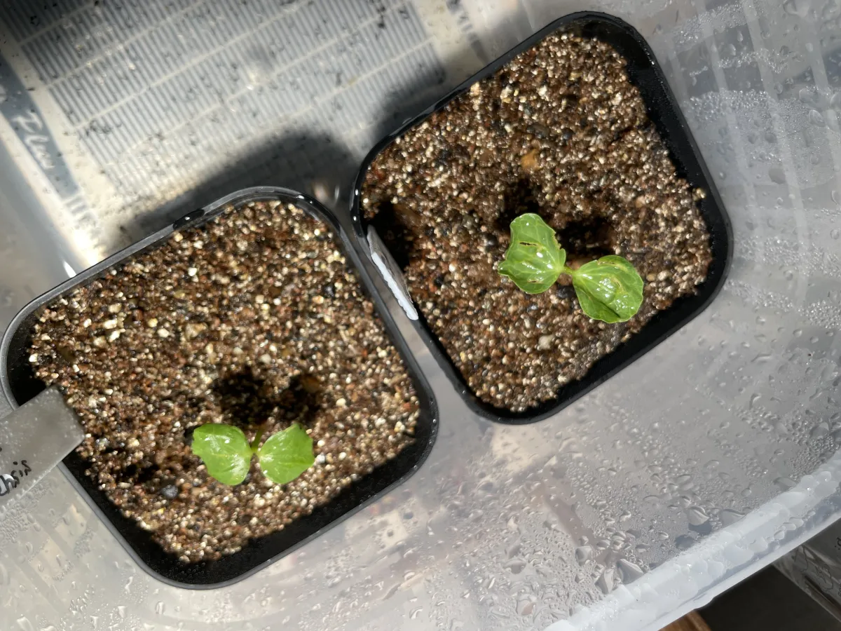 Commiphora namaensis (コミフォラ ナマエンシス)