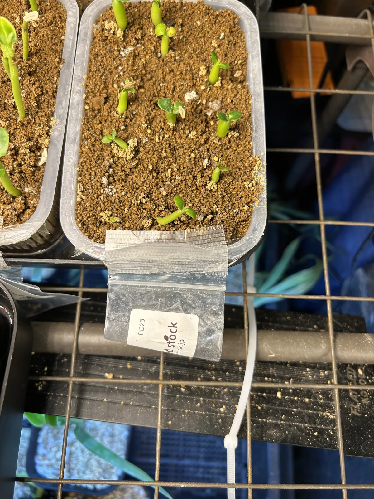 Pachypodium succulentum (パキポディウム サキュレンタム 天馬空)