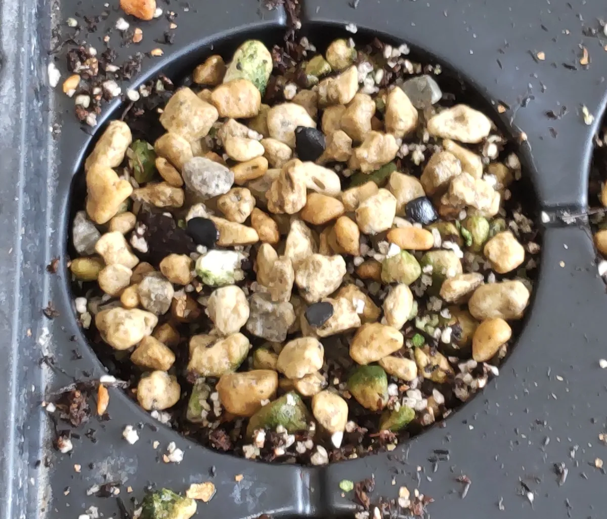 アガベ マルモラータ