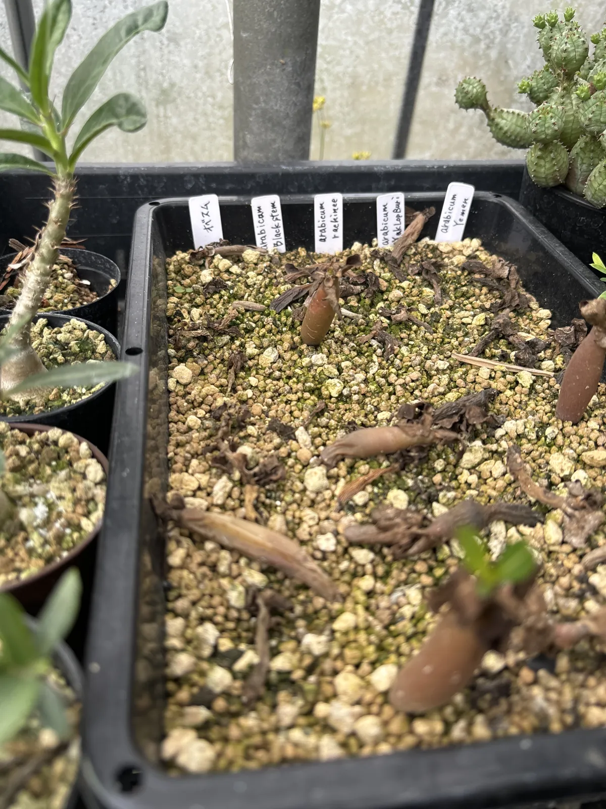 Adenium arabicum Black Stem (アデニウム アラビカム ブラックステム)