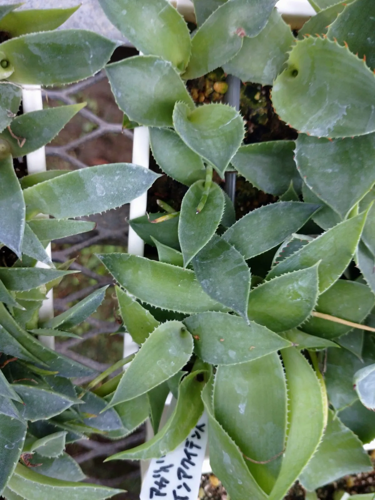 Agave inaequidens (アガベ インアクイデンス)