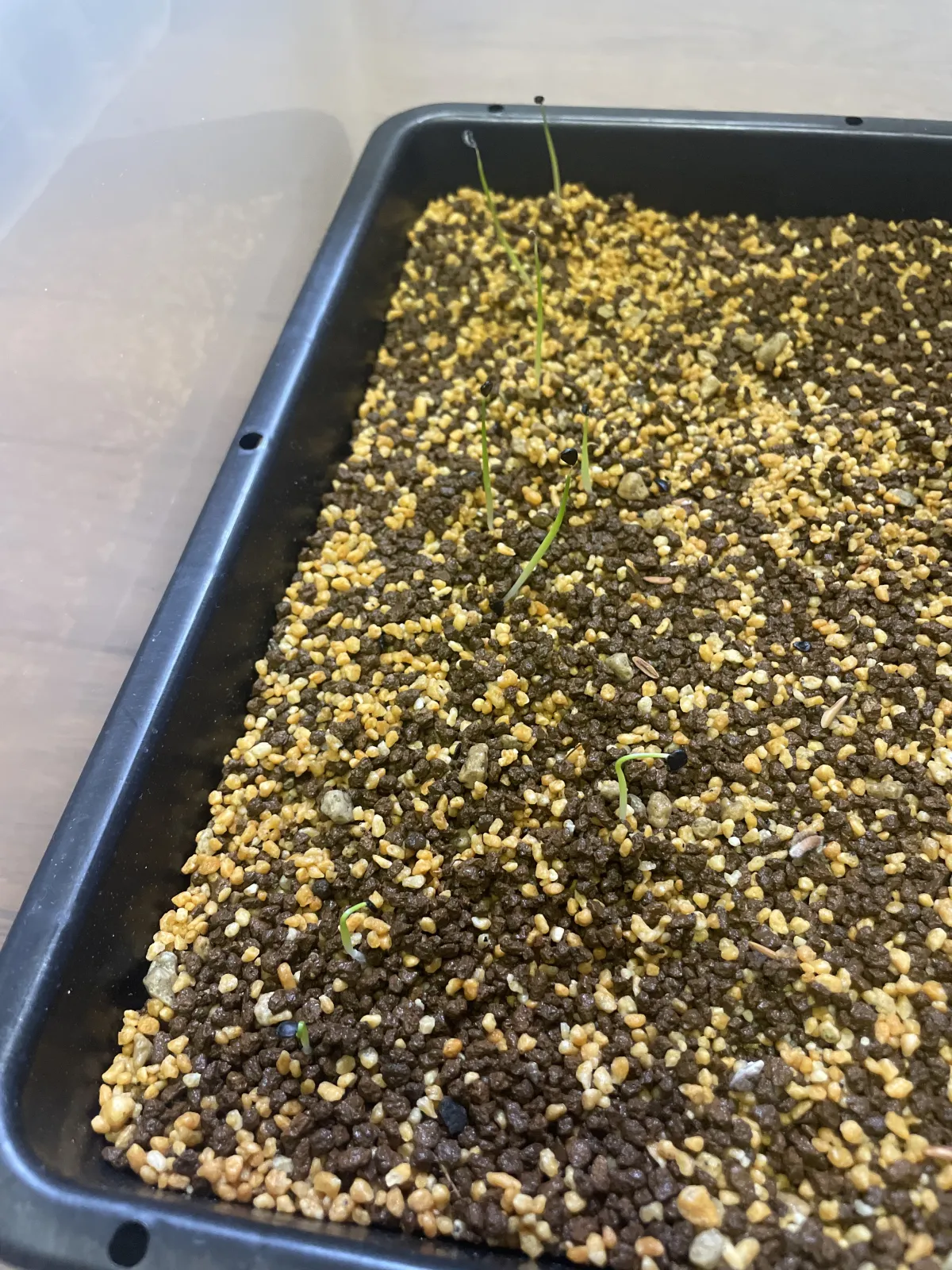 Agave utahensis var. eborispina (アガベ エボリスピナ)