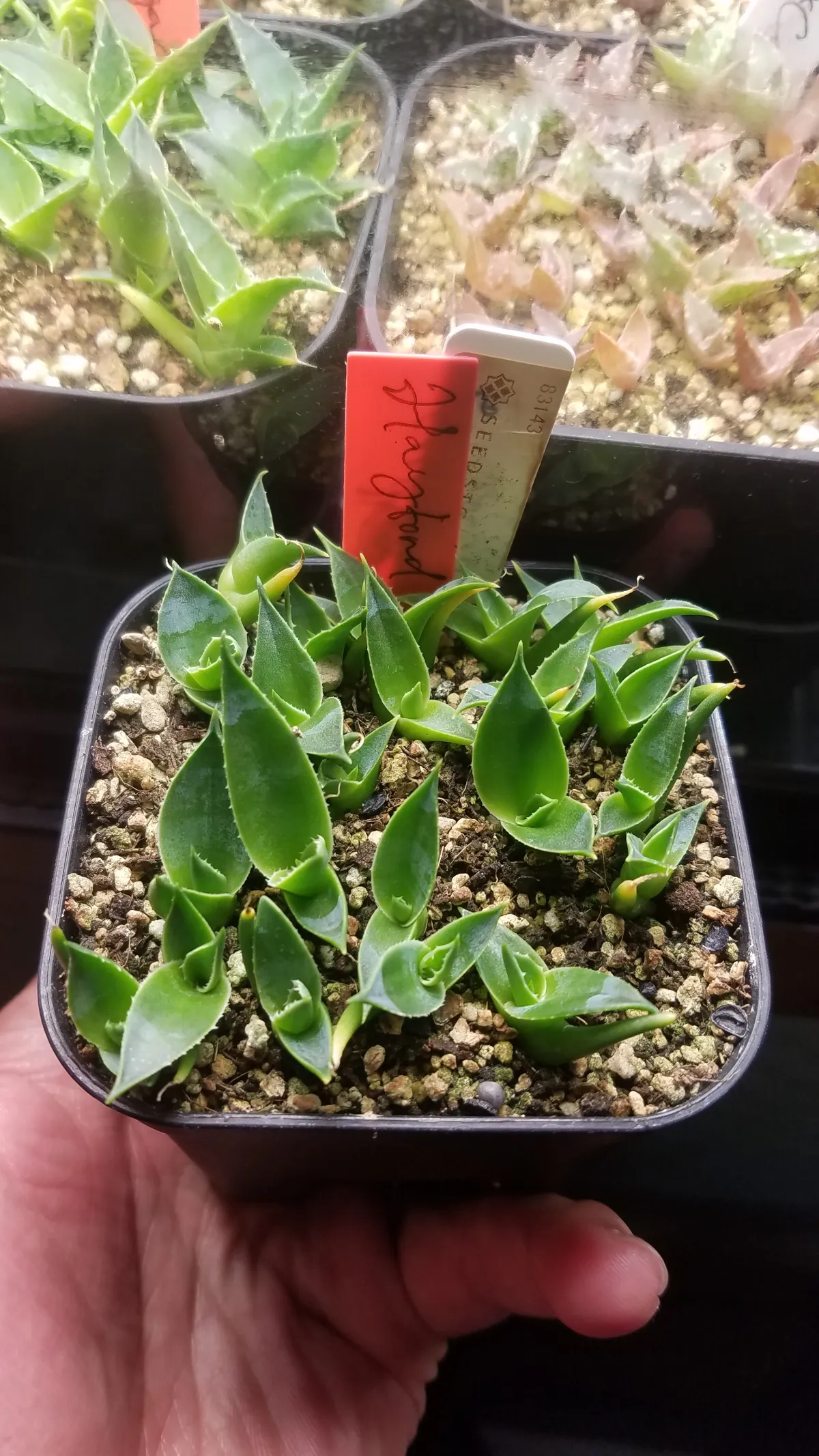 Agave utahensis var. eborispina 'Hayford' (アガベ エボリスピナ ヘイフォード)