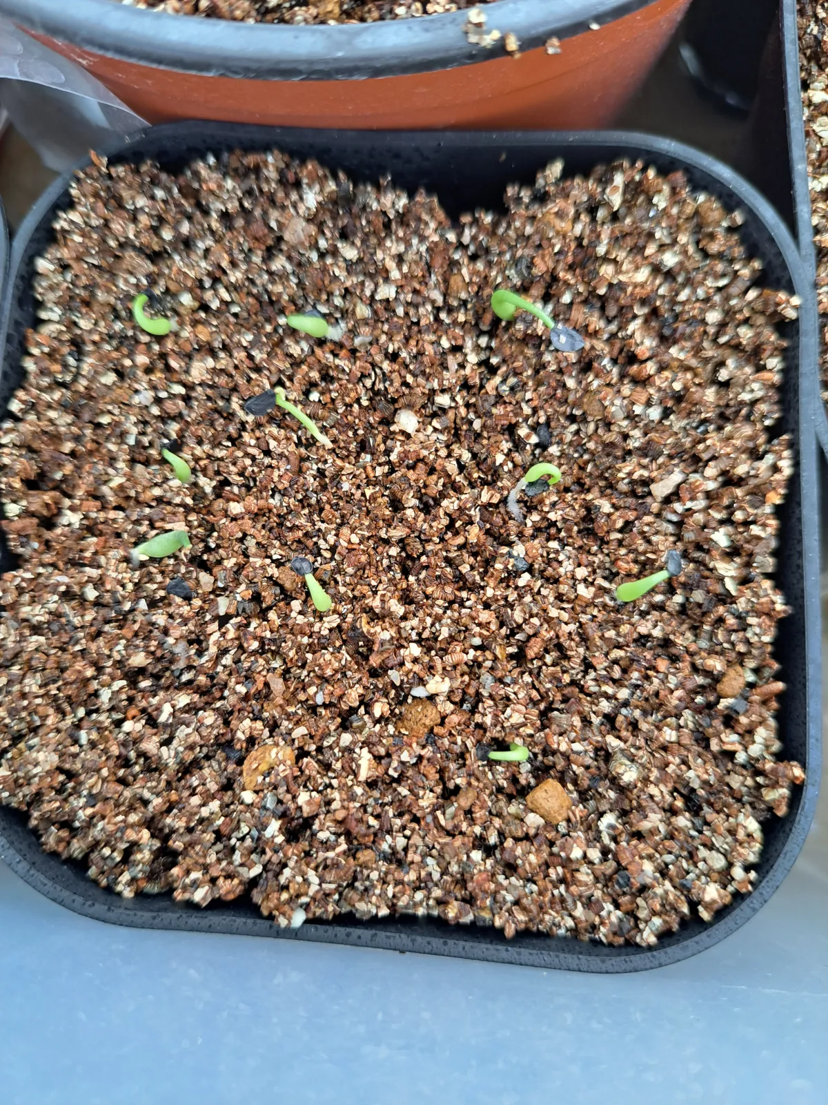 Agave horrida 'Chocolate Thorn' (アガベ ホリダ チョコレートソーン)