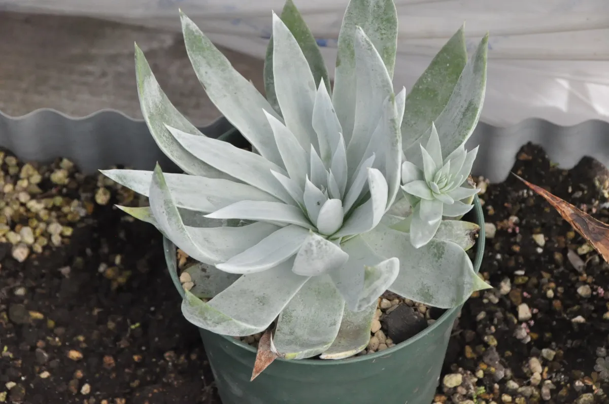 Dudleya brittonii (ダドレヤ ブリトニー)