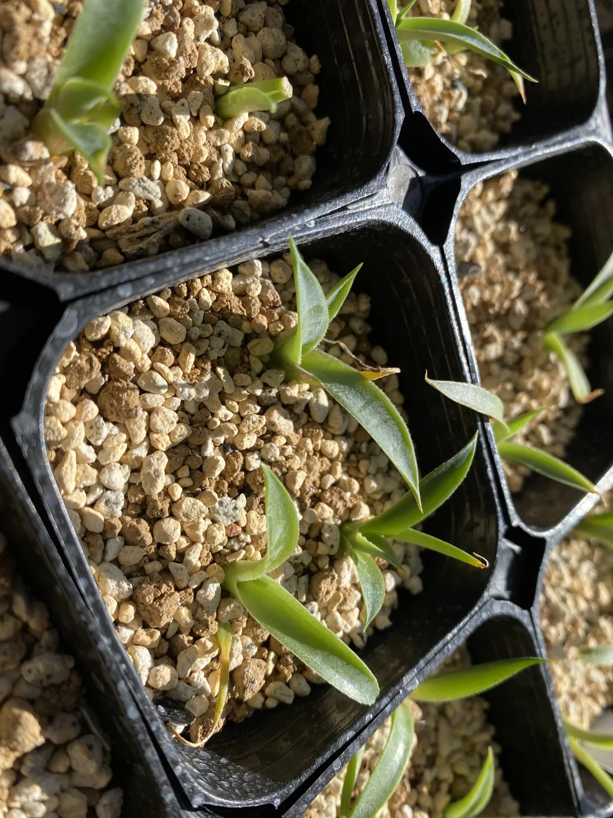 Agave parryi var. truncata (アガベ パリー トランカータ)