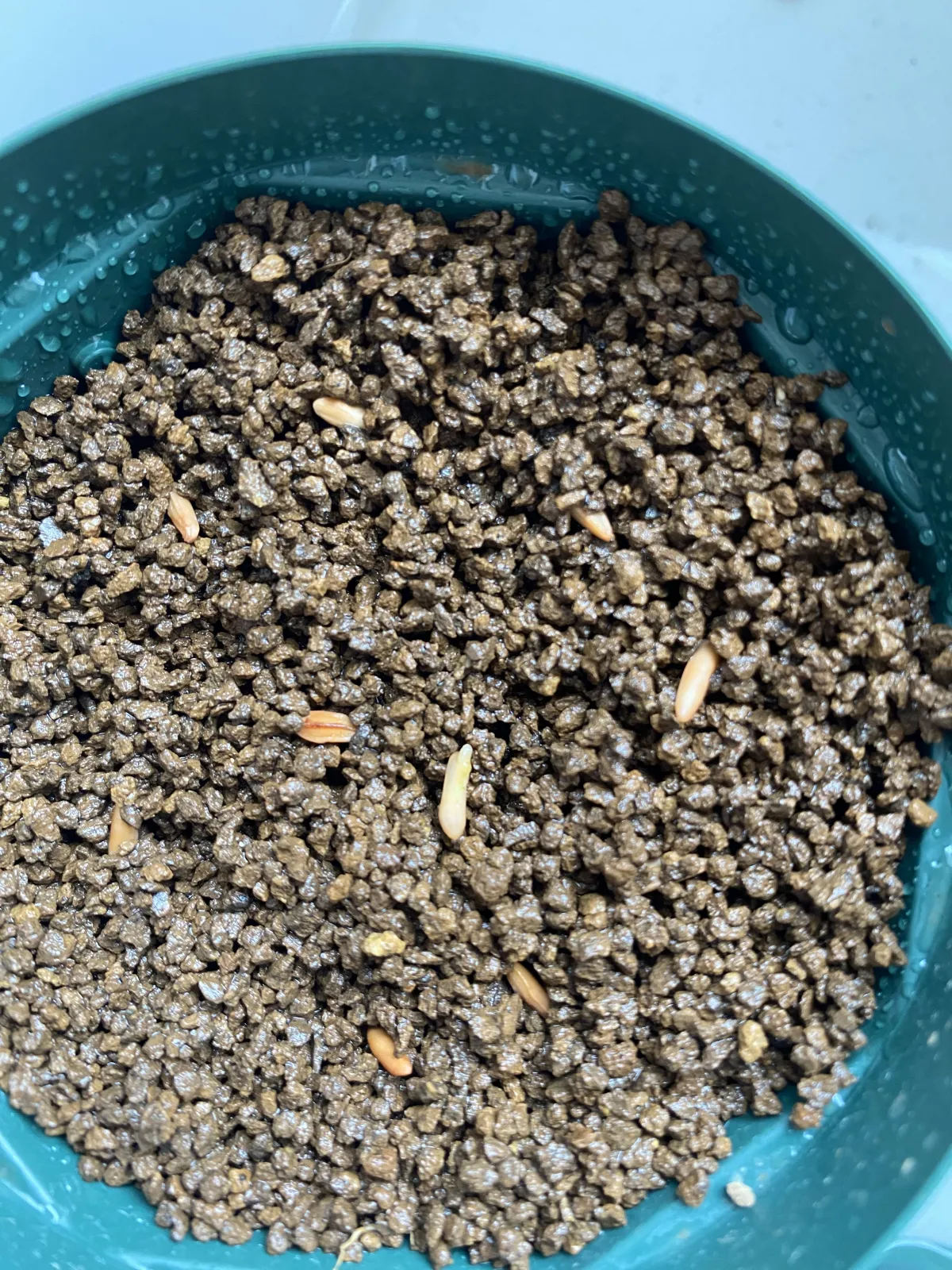 [無料種子] 発芽難 パキポディウム グラキリス　 Pachypodium rosulatum var. gracilius