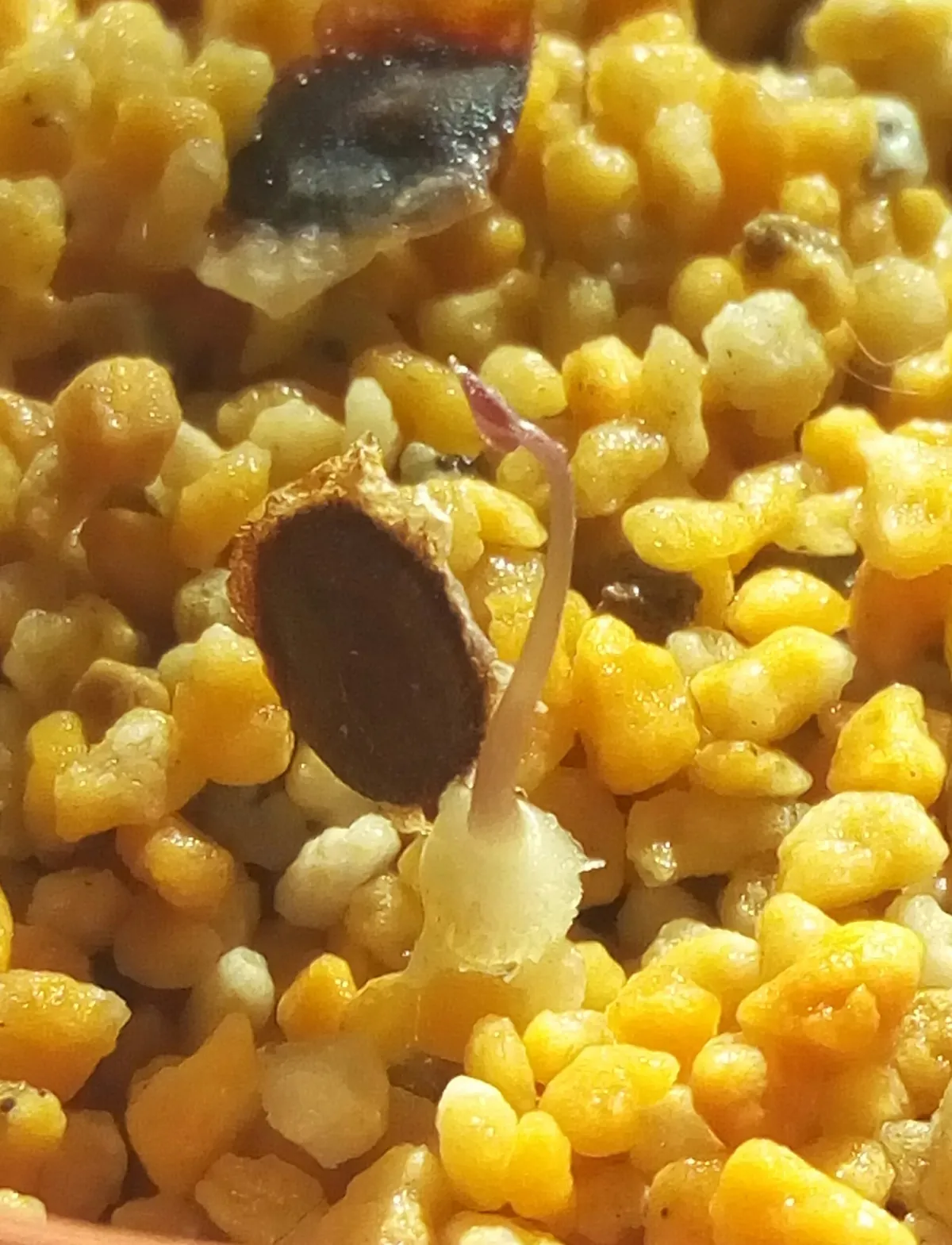 Dioscorea elephantipes (ディオスコレア エレファンティペス アフリカ亀甲竜)