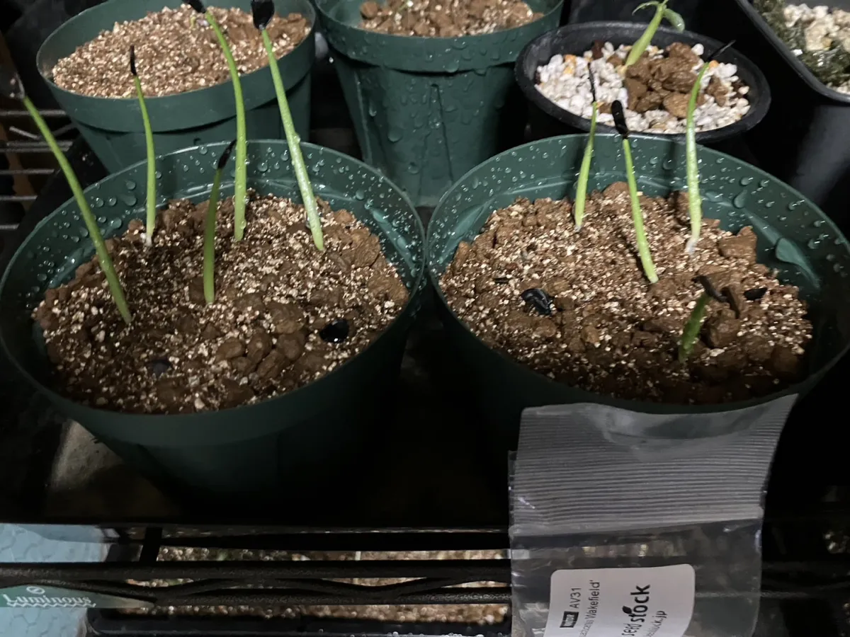 Agave parryi var. huachucensis 'Wakefield' (アガベ パリー ウェイクフィールド)