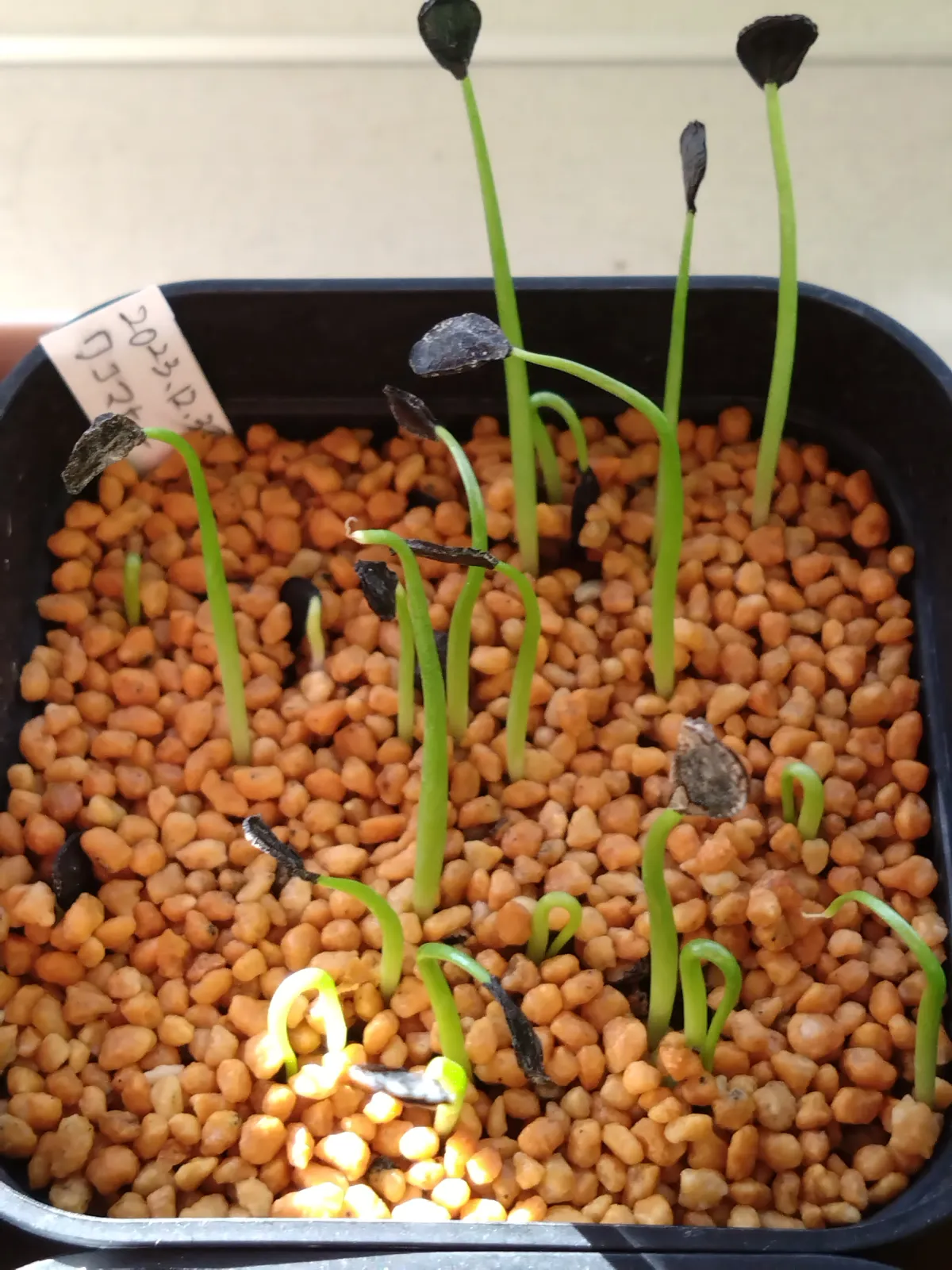 Agave wocomahi (アガベ ワコマヒー)