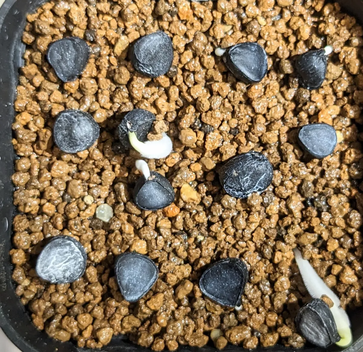 Yucca treculeana (ユッカ トレクレアーナ)