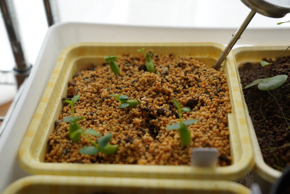 Fockea edulis (フォッケア 火星人)