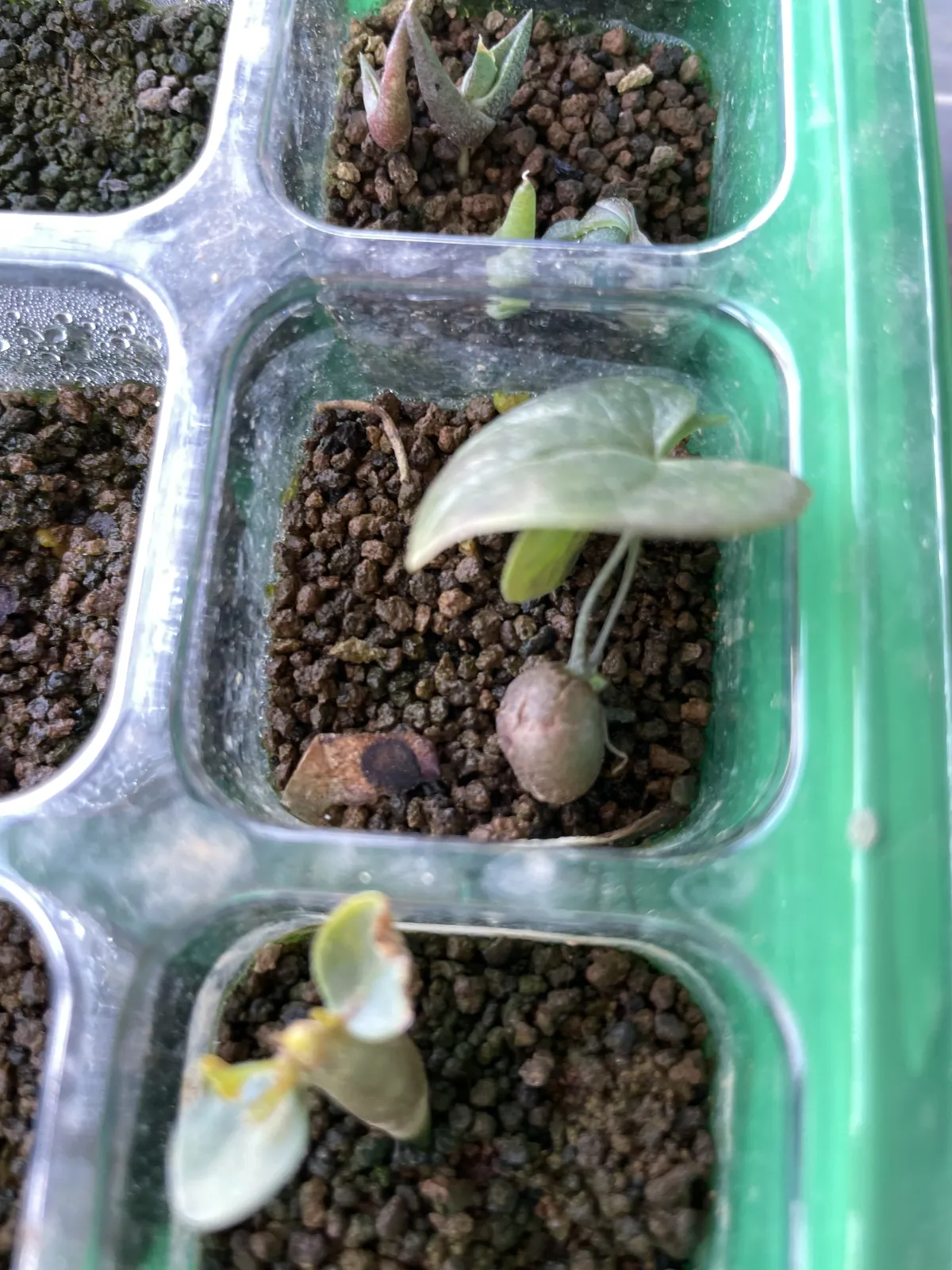 Dioscorea elephantipes (ディオスコレア エレファンティペス アフリカ亀甲竜)