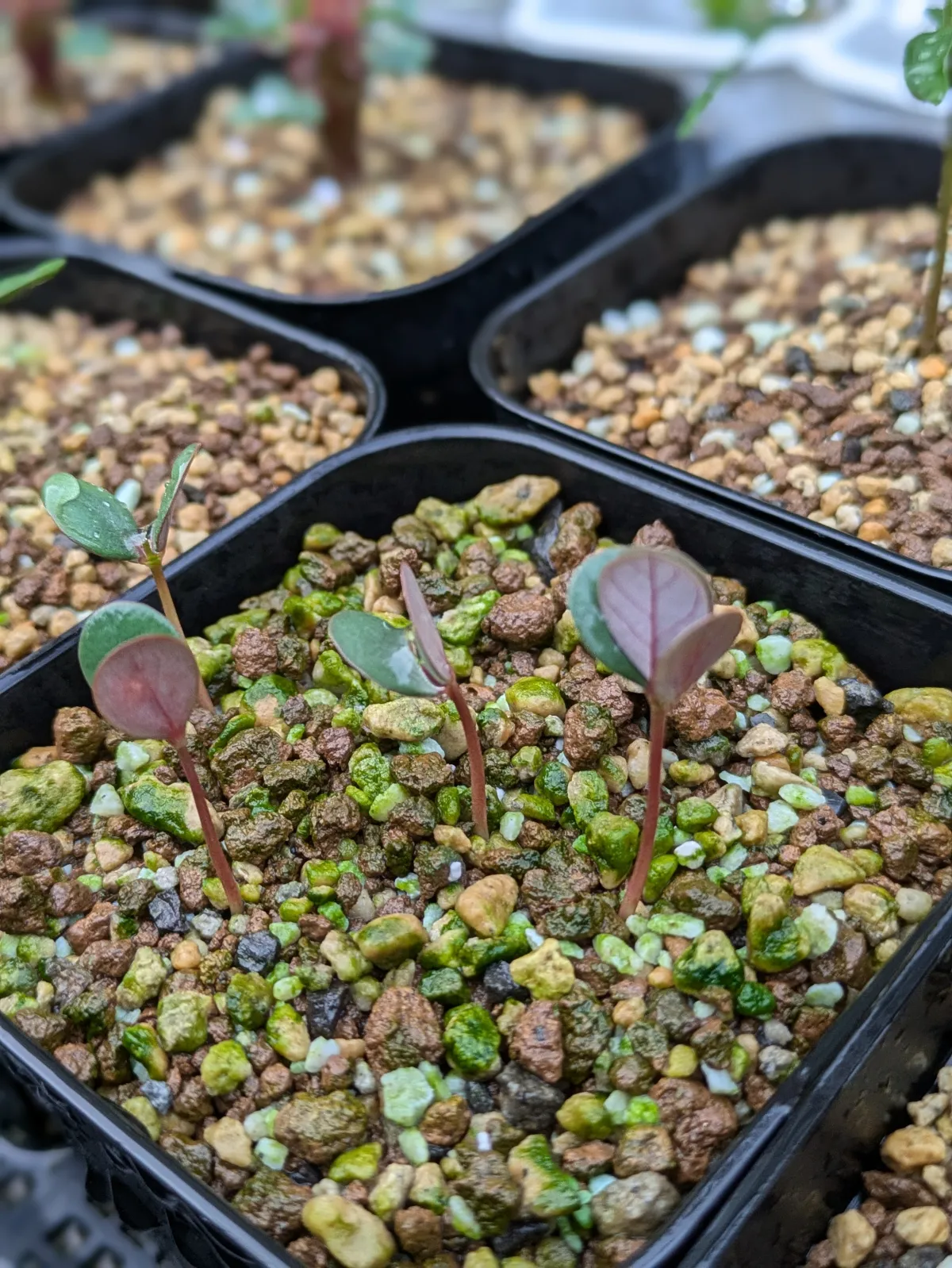 Phyllanthus mirabilis (フィランサス ミラビリス)