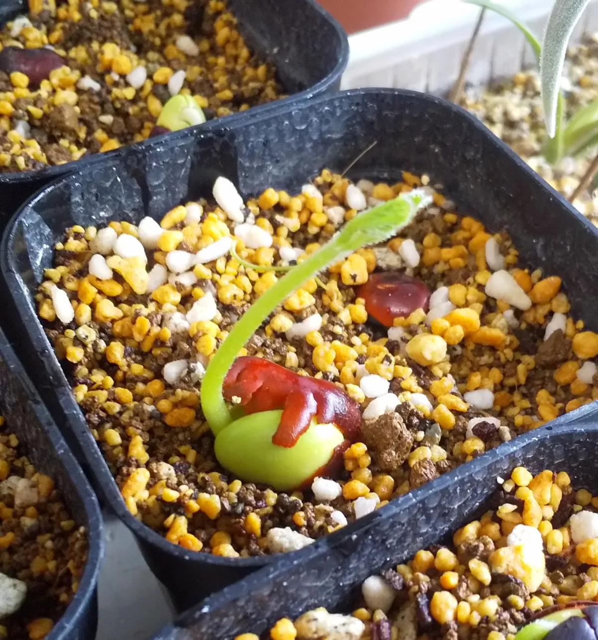 Erythrina latissima (エリスリナ ラティッシマ)