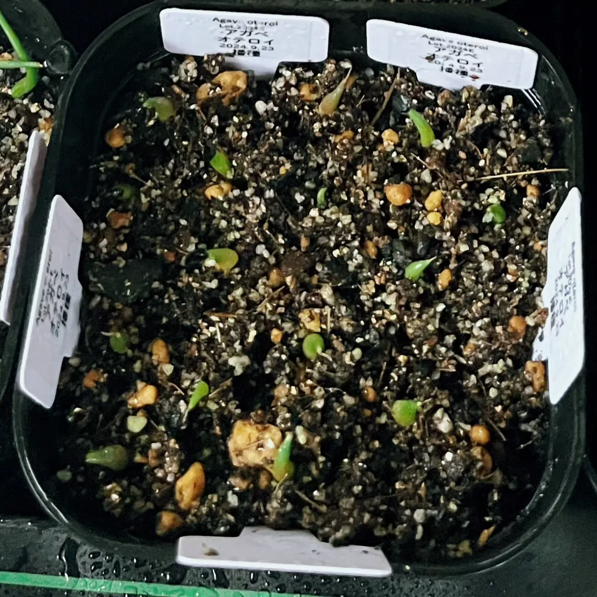 Agave oteroi (アガベ オテロイ)