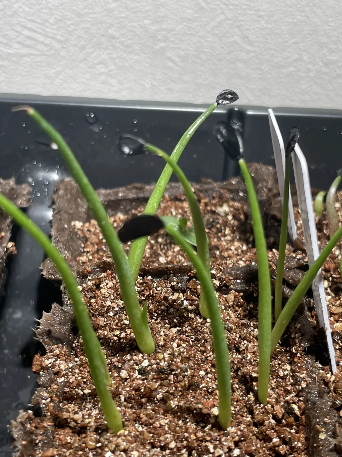 Agave potatorum Dwarf (アガベ ポタトラムドワーフ)