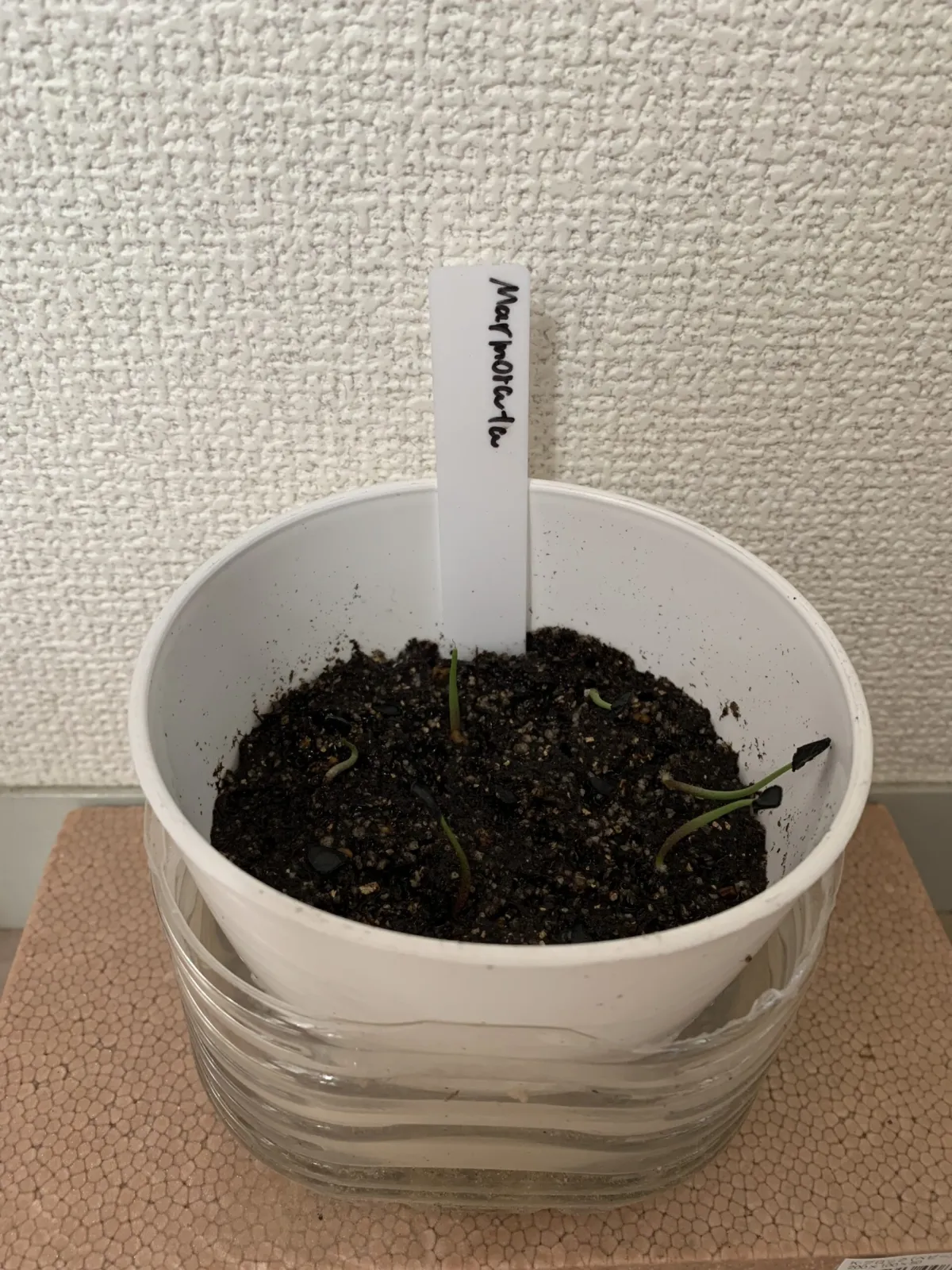 Agave marmorata(モニター)