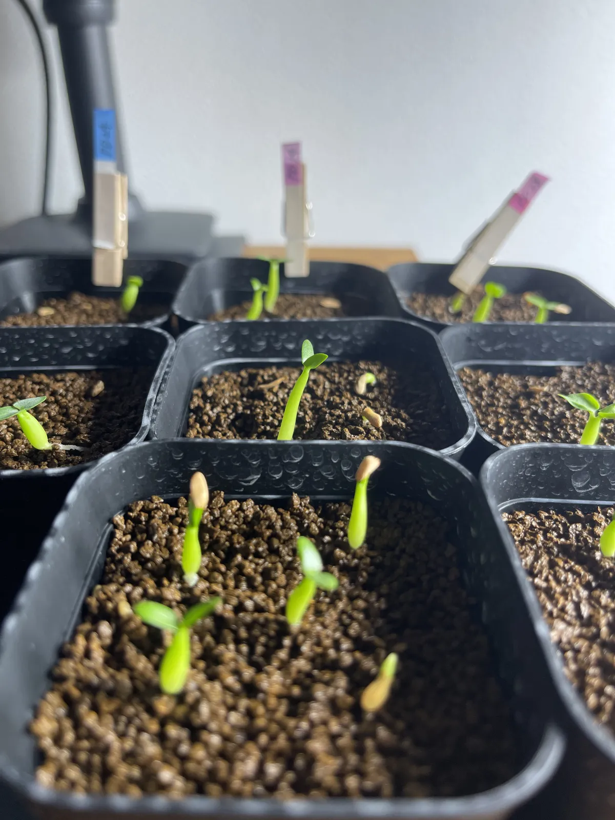 Pachypodium rosulatum (パキポディウム ロスラーツム)