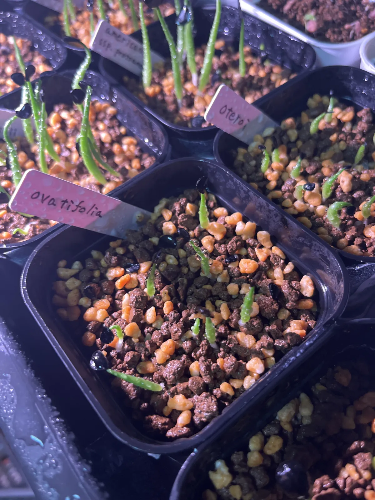 Agave ovatifolia (アガベ オバティフォリア)