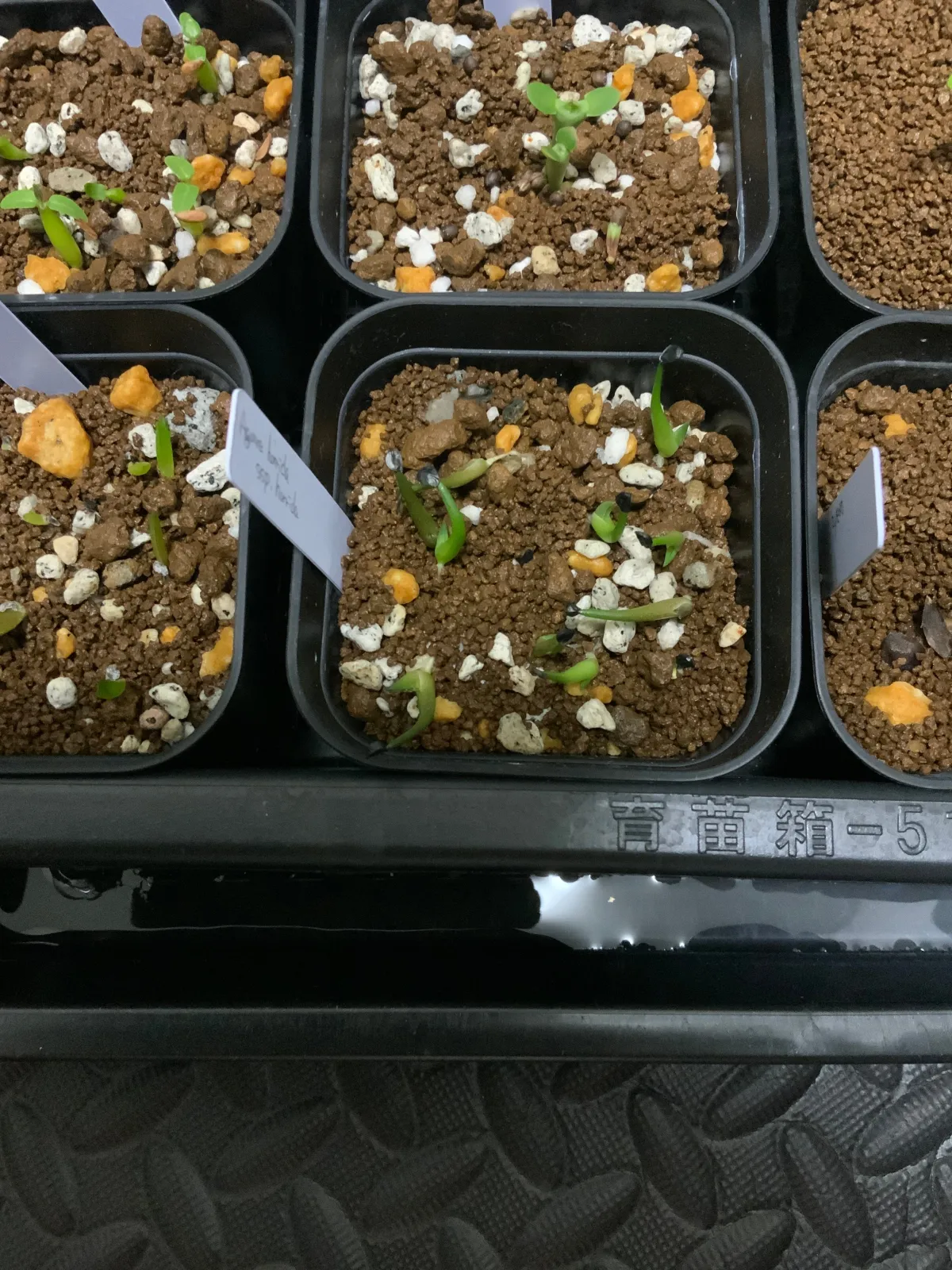 Agave horrida ssp. horrida (アガベ ホリダ)