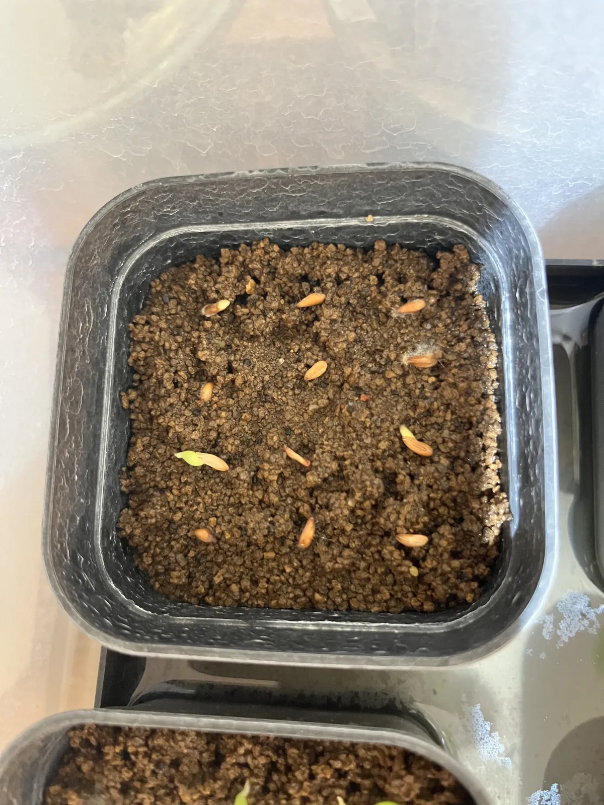 Pachypodium densiflorum var. densiflorum (パキポディウム デンシフローラム)