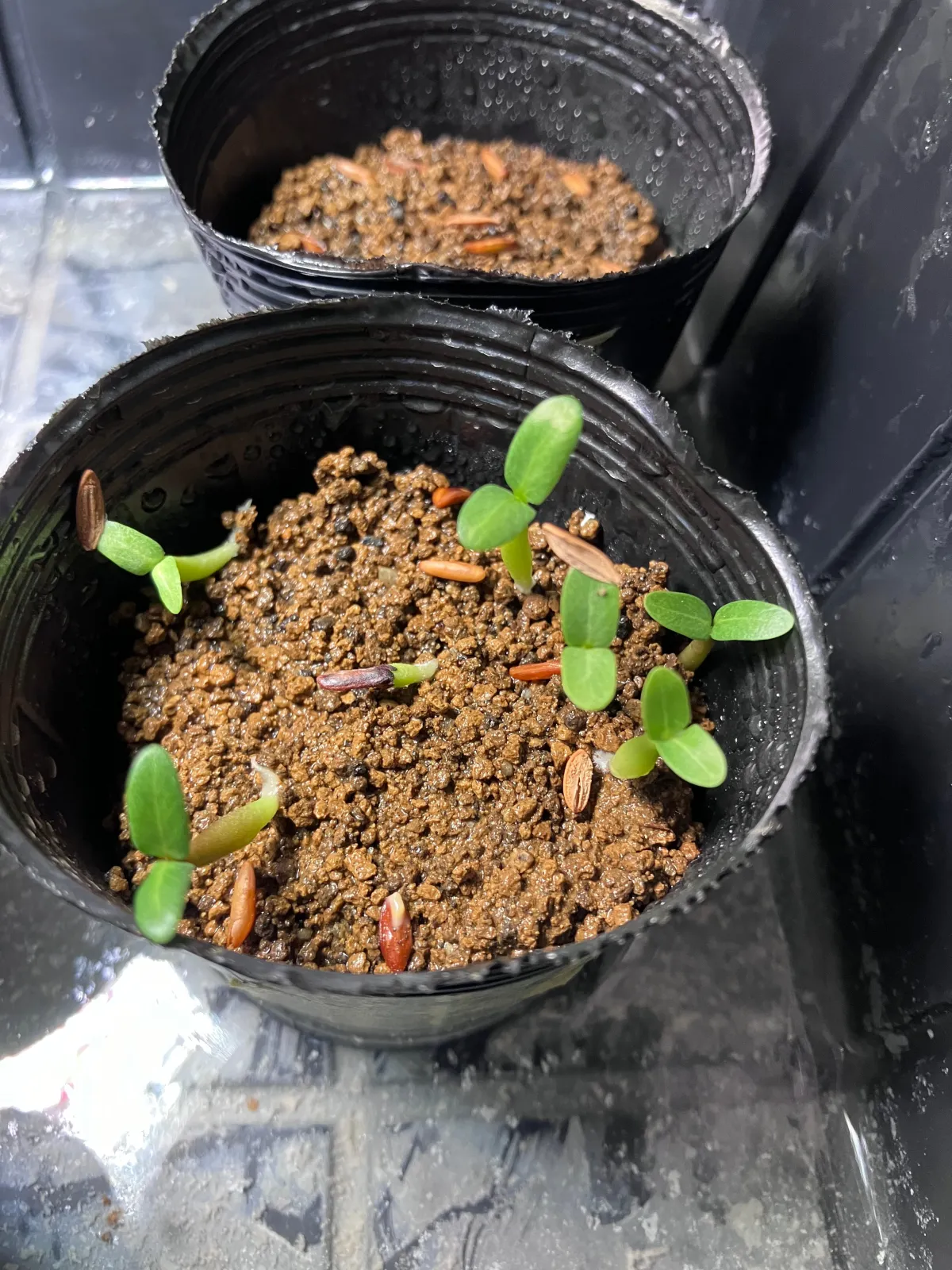 Pachypodium rosulatum var. gracilius (パキポディウム グラキリス)