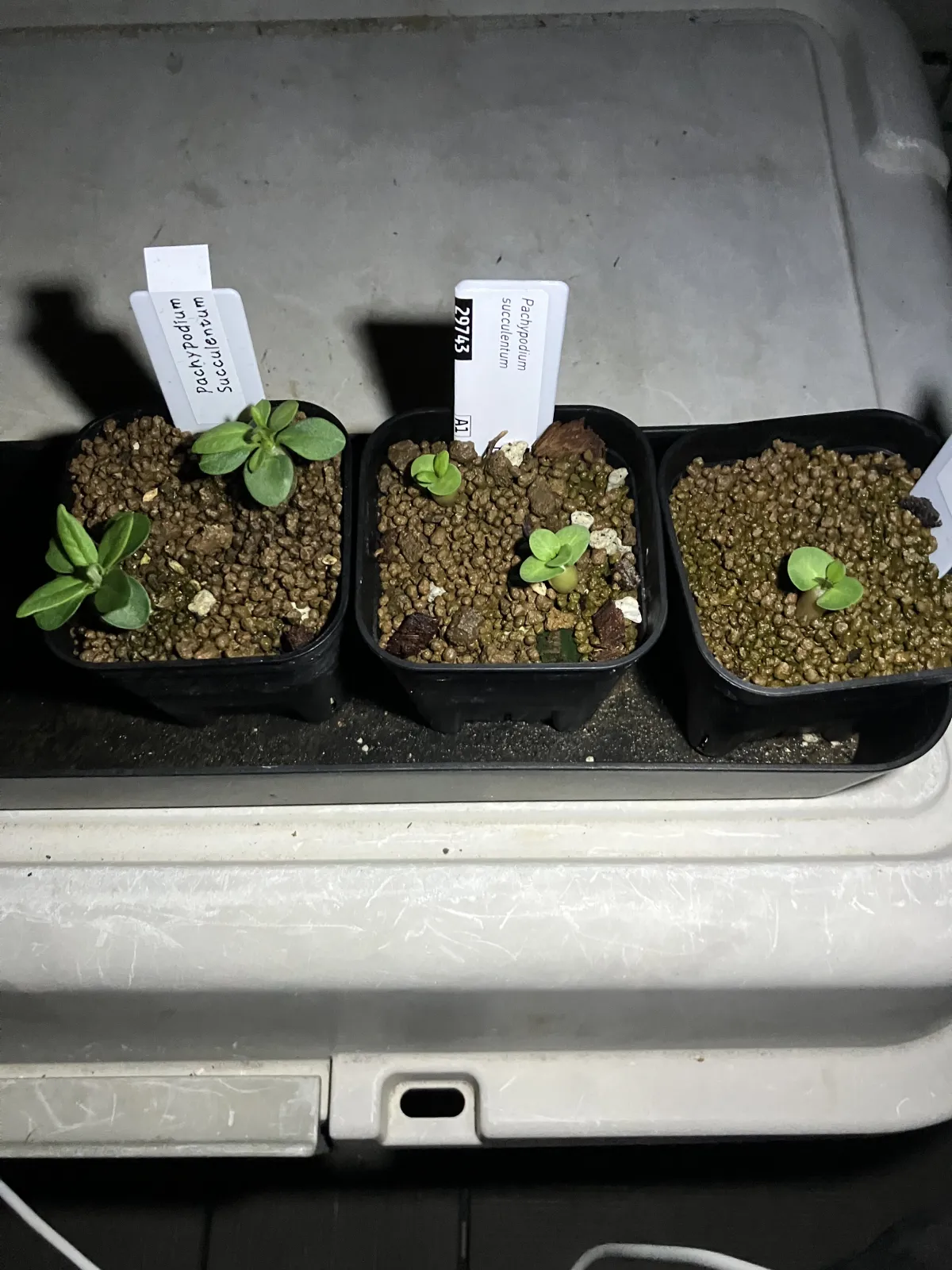 Pachypodium succulentum (パキポディウム サキュレンタム 天馬空)