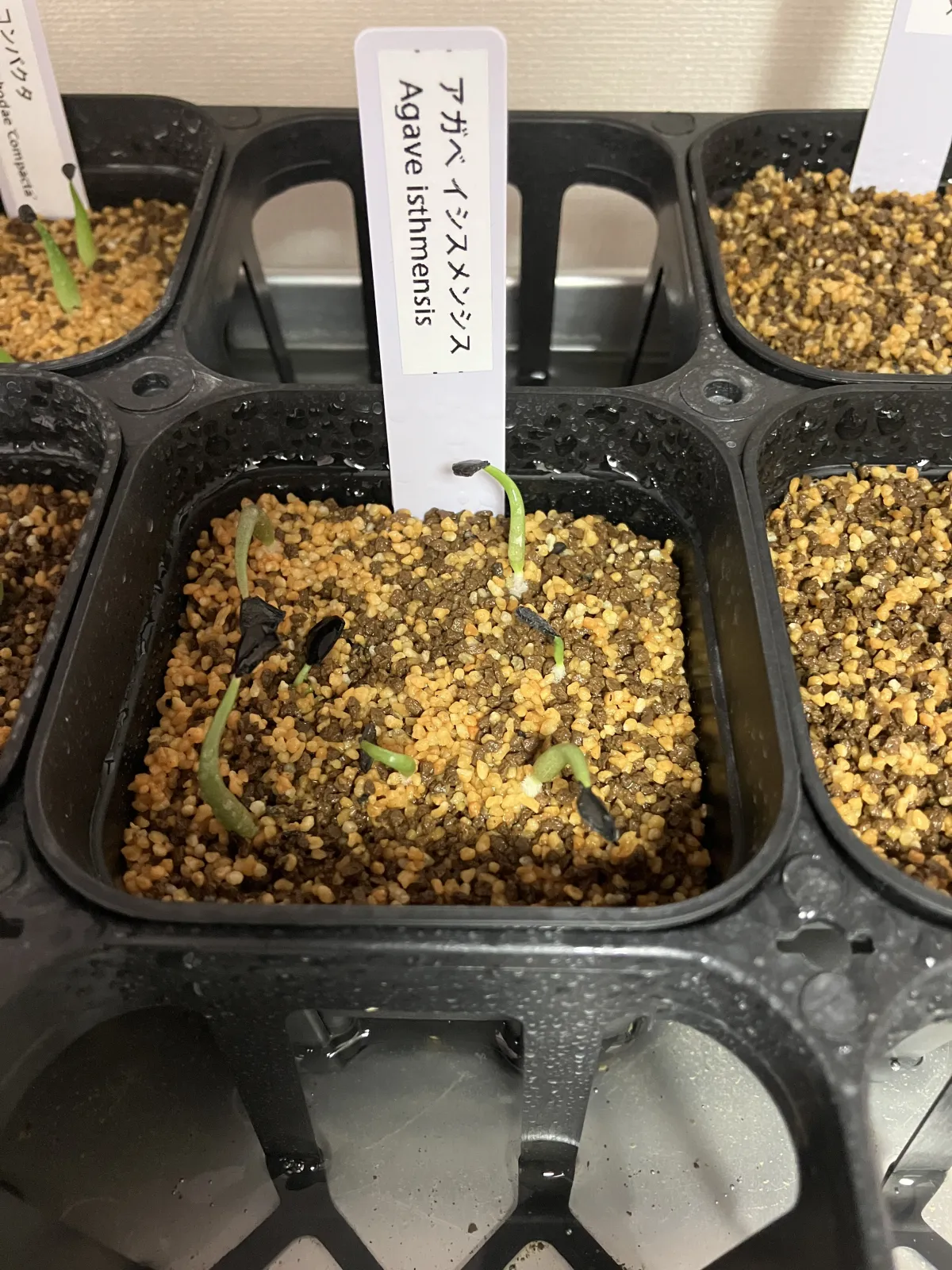 Agave isthmensis (アガベ イシスメンシス)