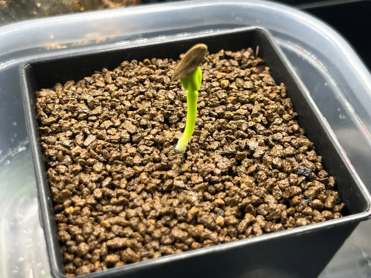 Pachypodium ambongense (パキポディウム アンボンゲンセ)