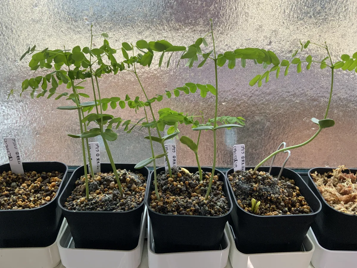 Delonix pumila (デロニクス プミラ)