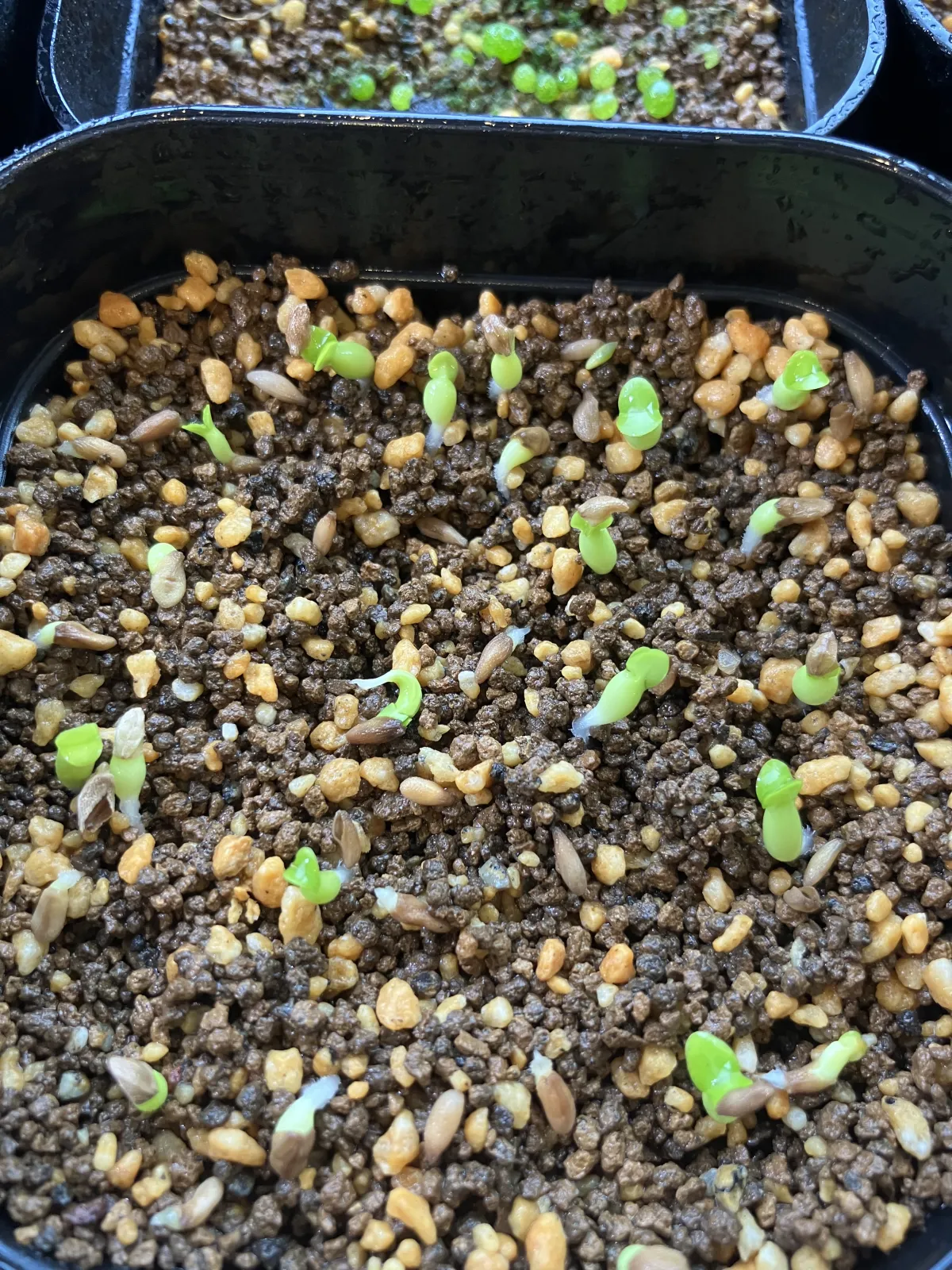 Pachypodium succulentum (パキポディウム サキュレンタム 天馬空)