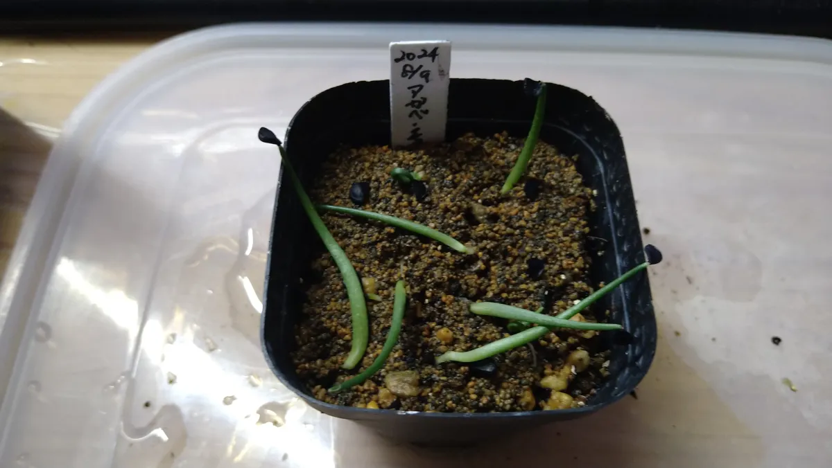 Agave schottii var. schottii (アガベ ショッティ)