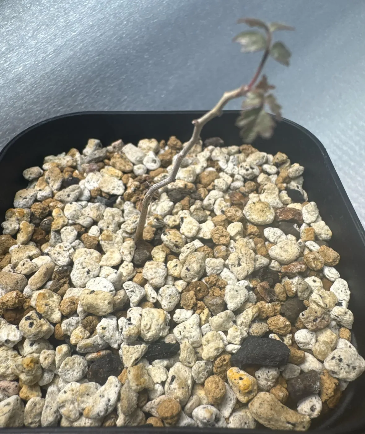 Pachycormus discolor (パキコルムス ディスカラー)