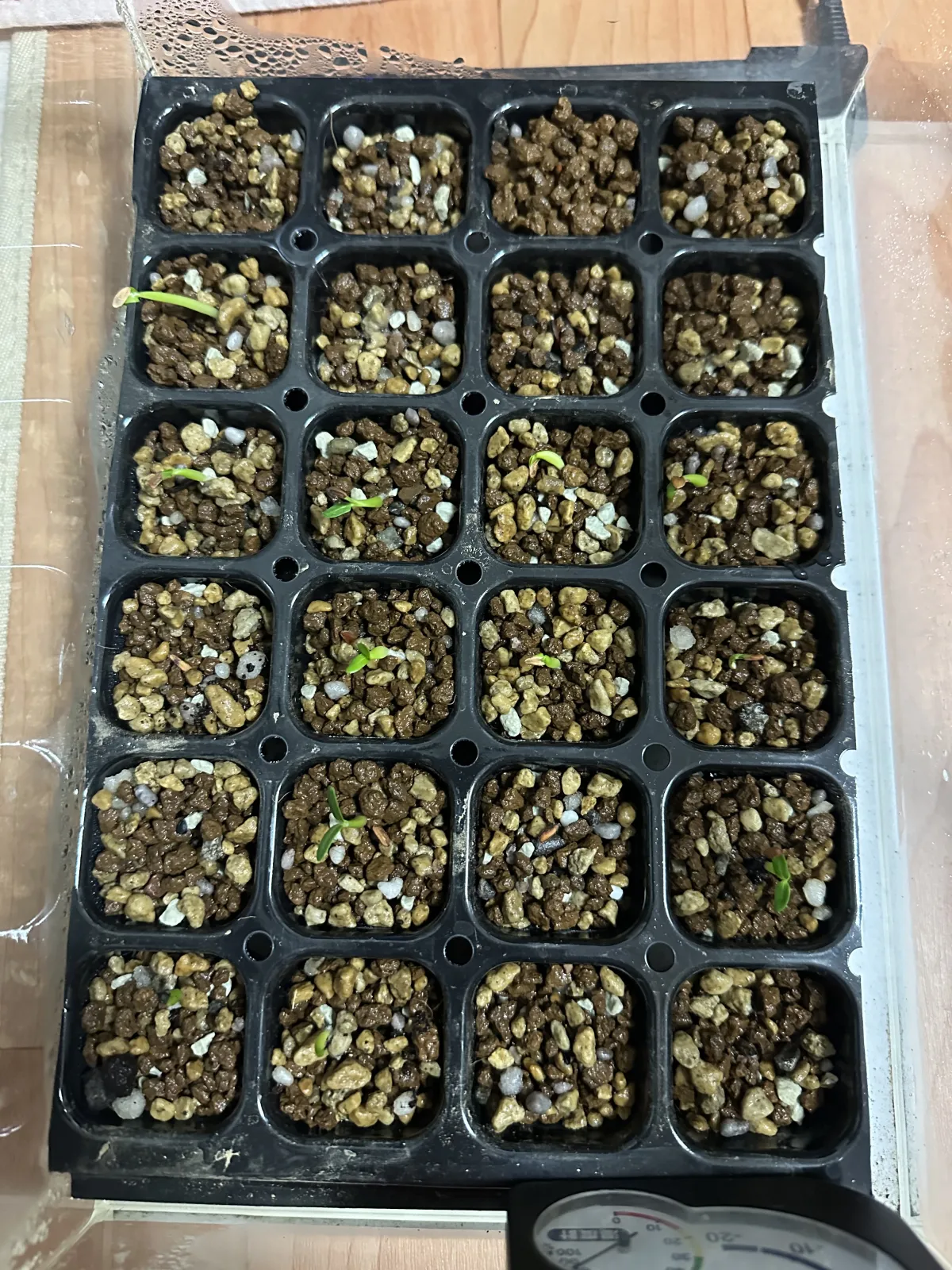 Pachypodium rosulatum var. gracilius (パキポディウム グラキリス)